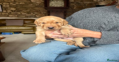 Labrador Retriever dogs - Advert 16