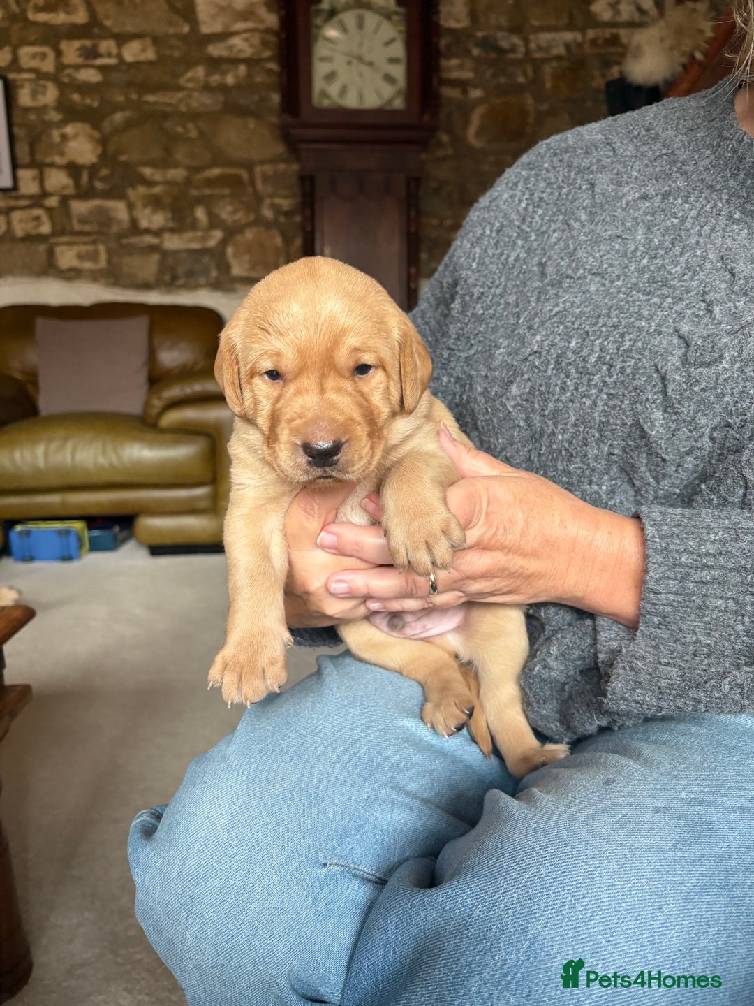 Labrador Retriever dogs for sale: Culm valley X Gold Celtic Warrior of Clearmeadow - Image 2