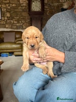 Labrador Retriever dogs - Advert 5