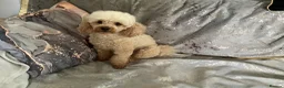 Toy Poodle dogs for stud: Apricot toy poodle - Advert 8