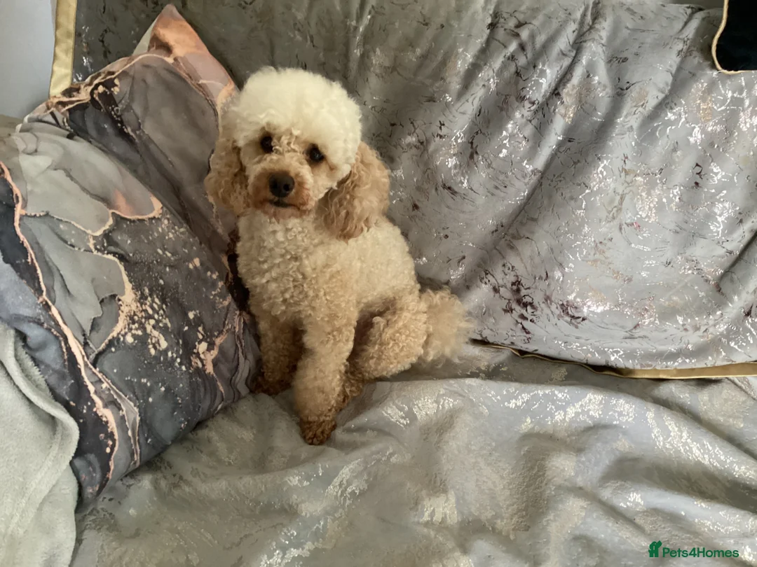 Toy Poodle dogs for stud: Apricot toy poodle - Advert 8