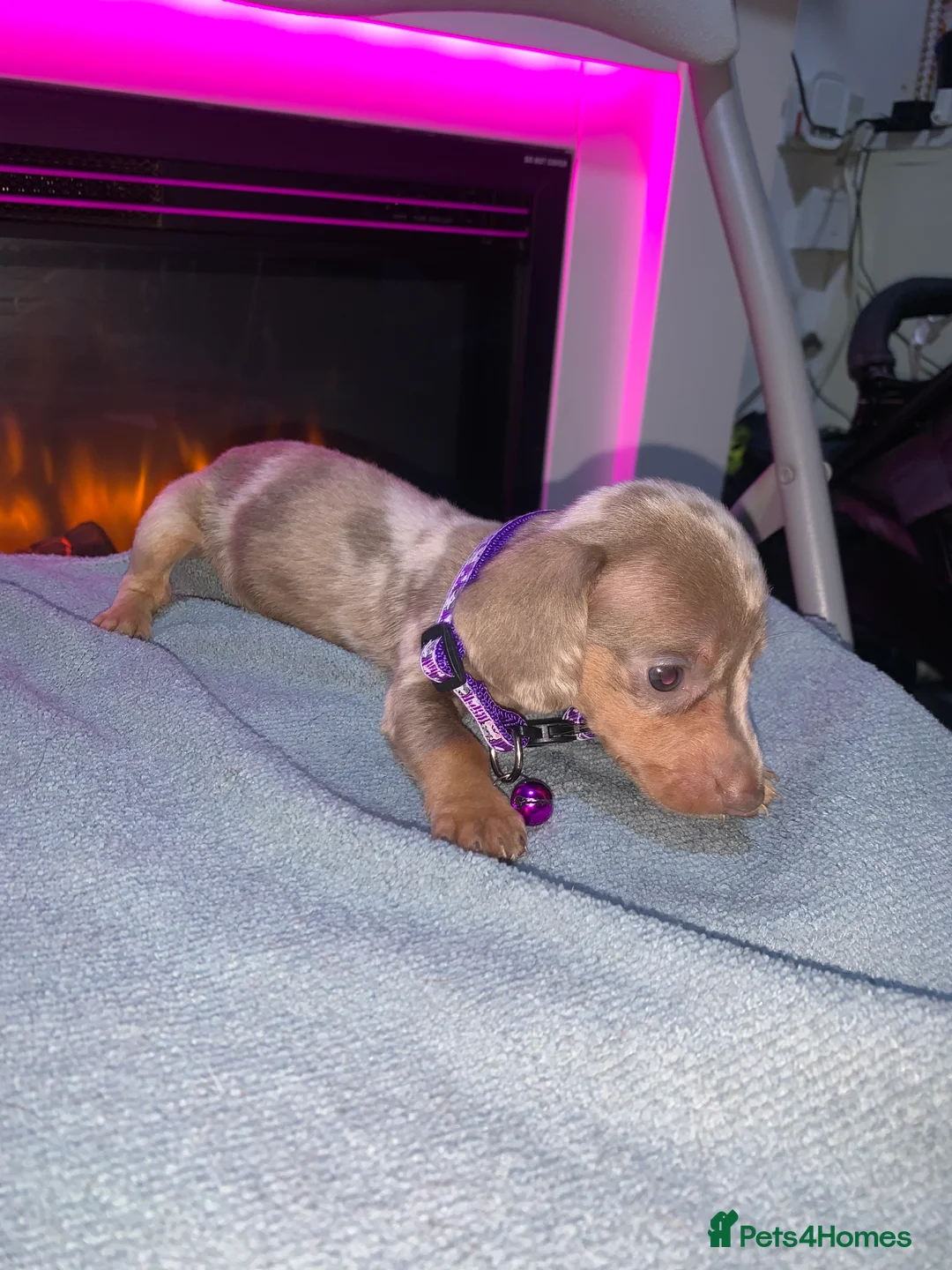 Miniature Dachshund dogs for sale: Kc Miniture dachshund 7 puppy's for sale in Birmingham - Advert 2