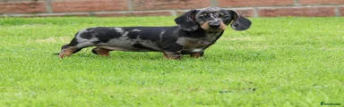 Miniature Dachshund 4