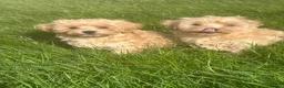 Maltipoo dogs for sale: Maltipoo boys ready now  - Advert 2
