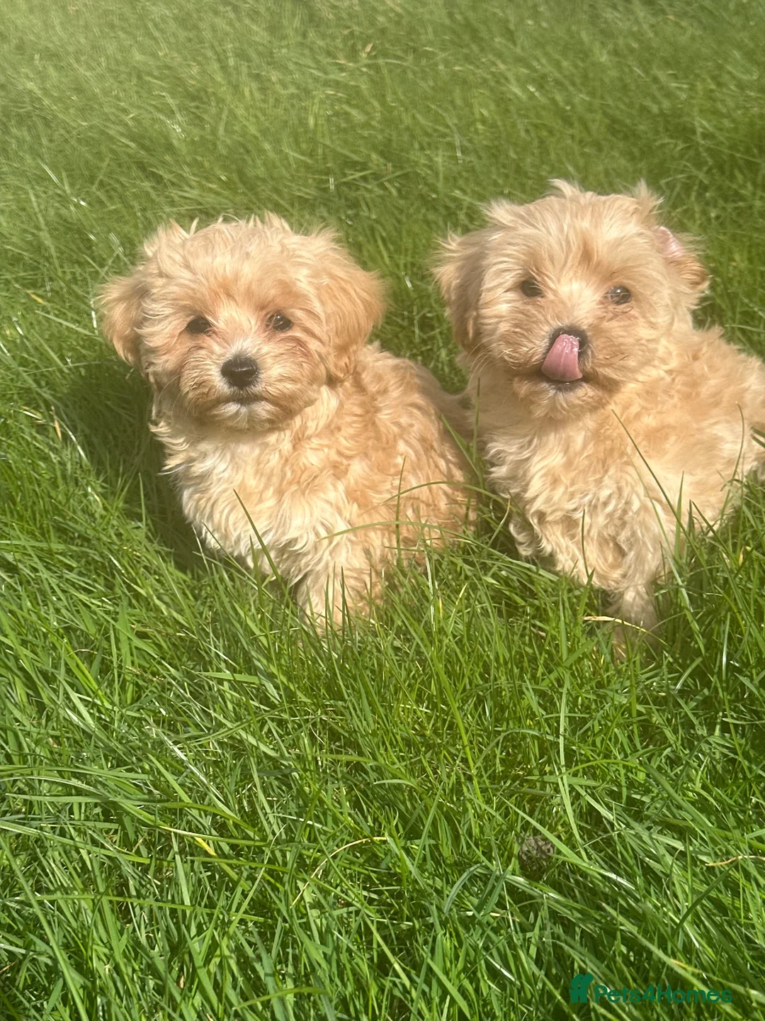 Maltipoo dogs for sale: Maltipoo boys ready now  - Advert 2