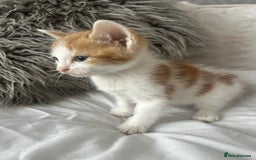 British Shorthair cats for sale: 4 Beautiful babies looking for there forever homes - Image 13