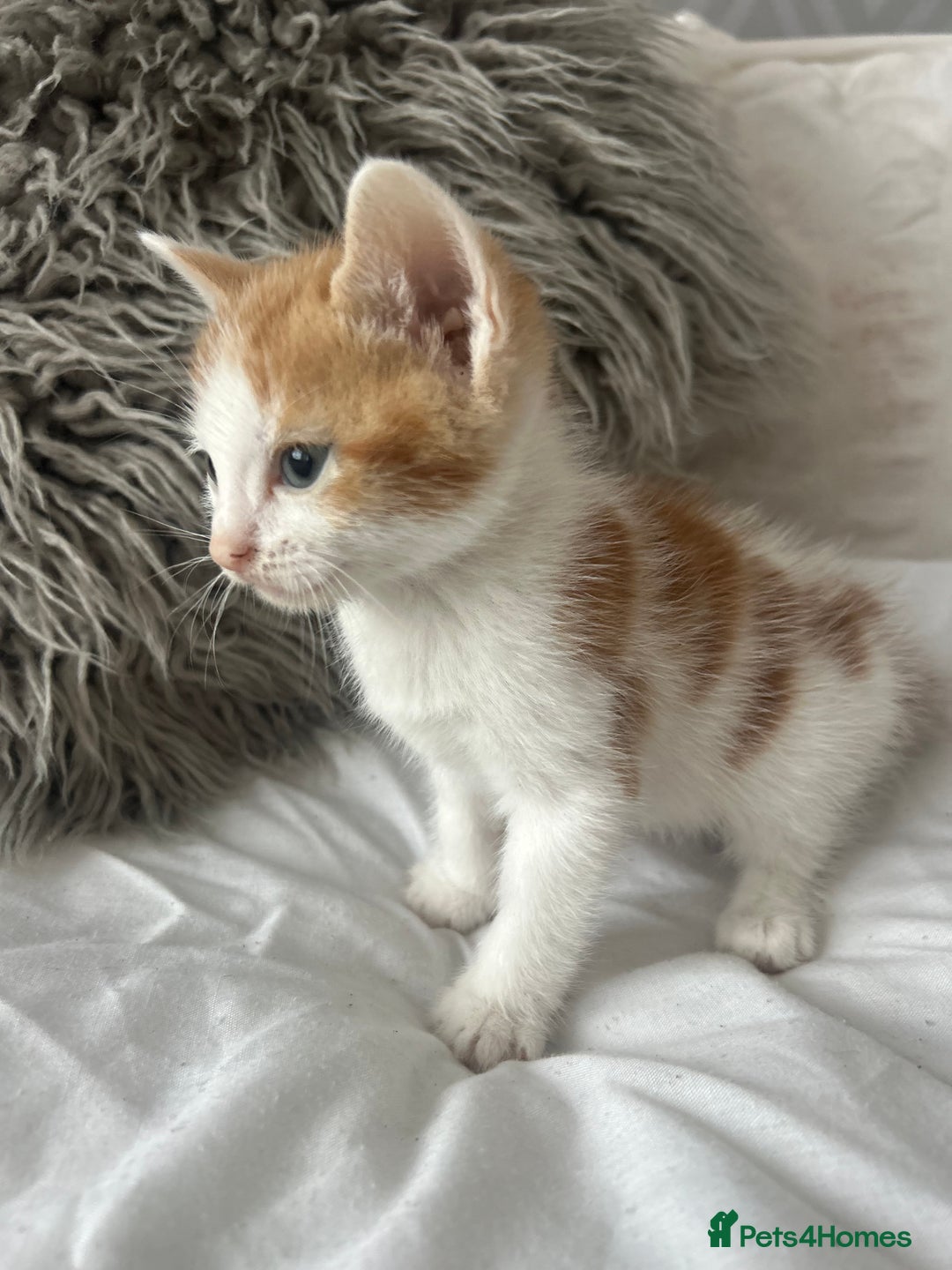 British Shorthair cats for sale: 4 Beautiful babies looking for there forever homes - Image 13