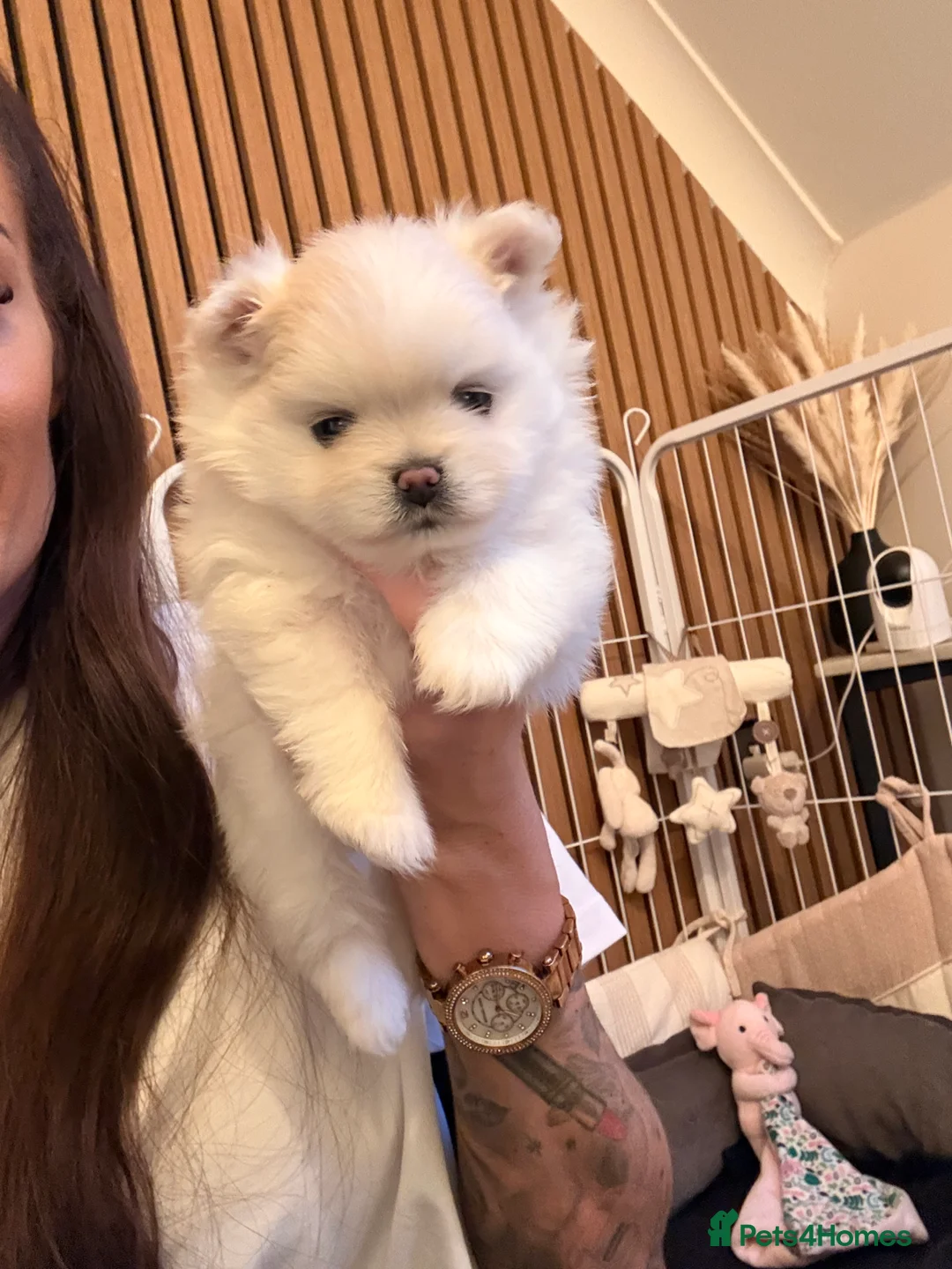 Pomeranian dogs for stud: PROVEN STUD -KC Registered Bear‑Face Pomeranian  - Advert 10