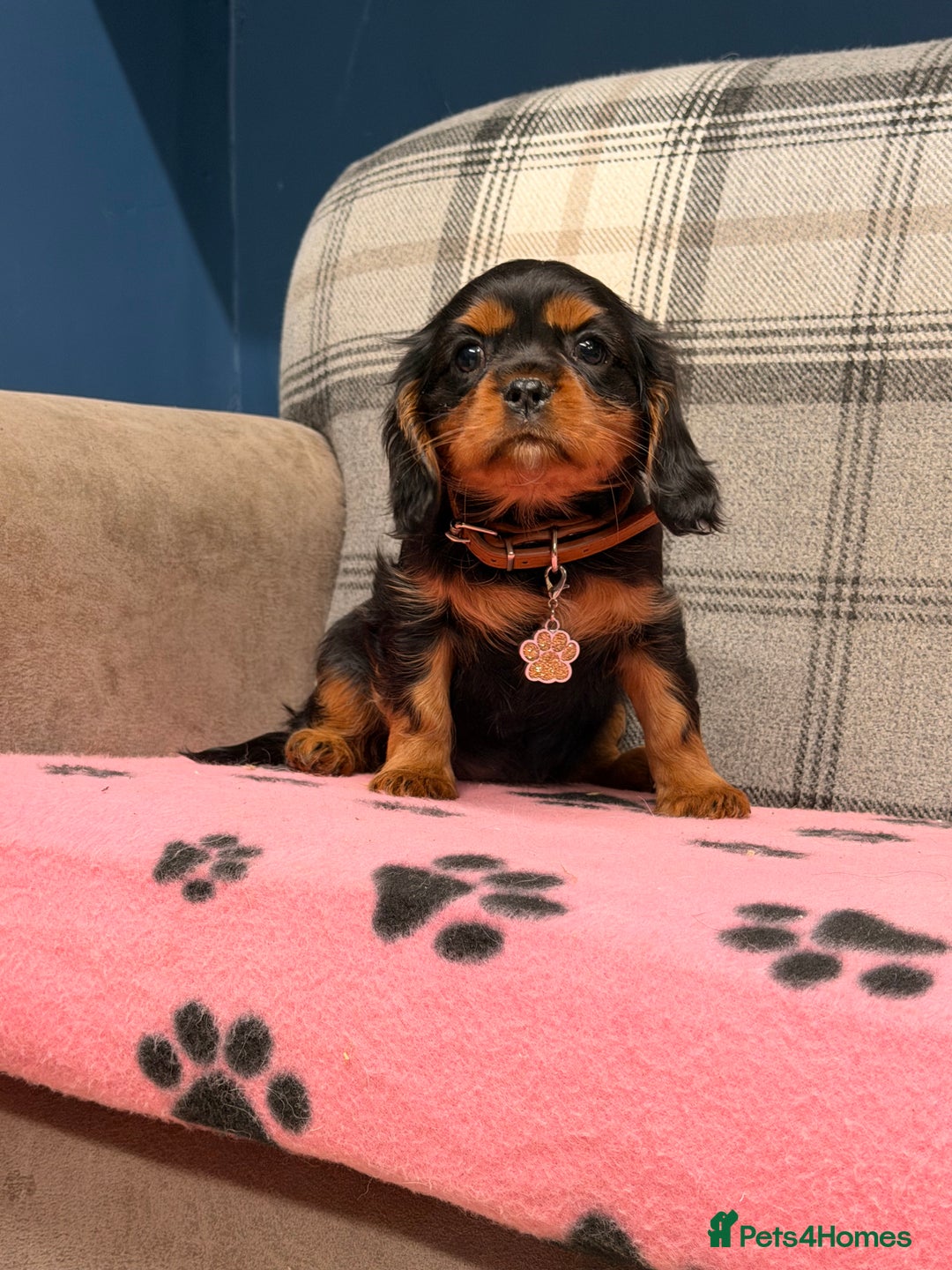 Cavalier King Charles Spaniel dogs for sale: 🐶 Beautiful Cavalier King Charles  Puppies 🐶 - Advert 5