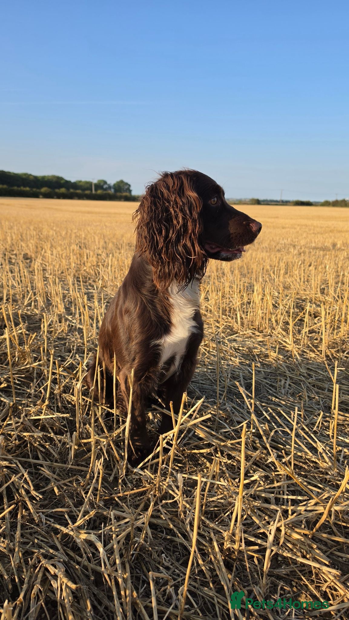 Cocker Spaniel dogs KC reg Working cocker spaniel for stud.  - Advert 20