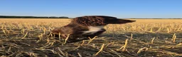 Cocker Spaniel dogs for stud: KC reg Working cocker spaniel for stud.  in Brigg - Advert 3