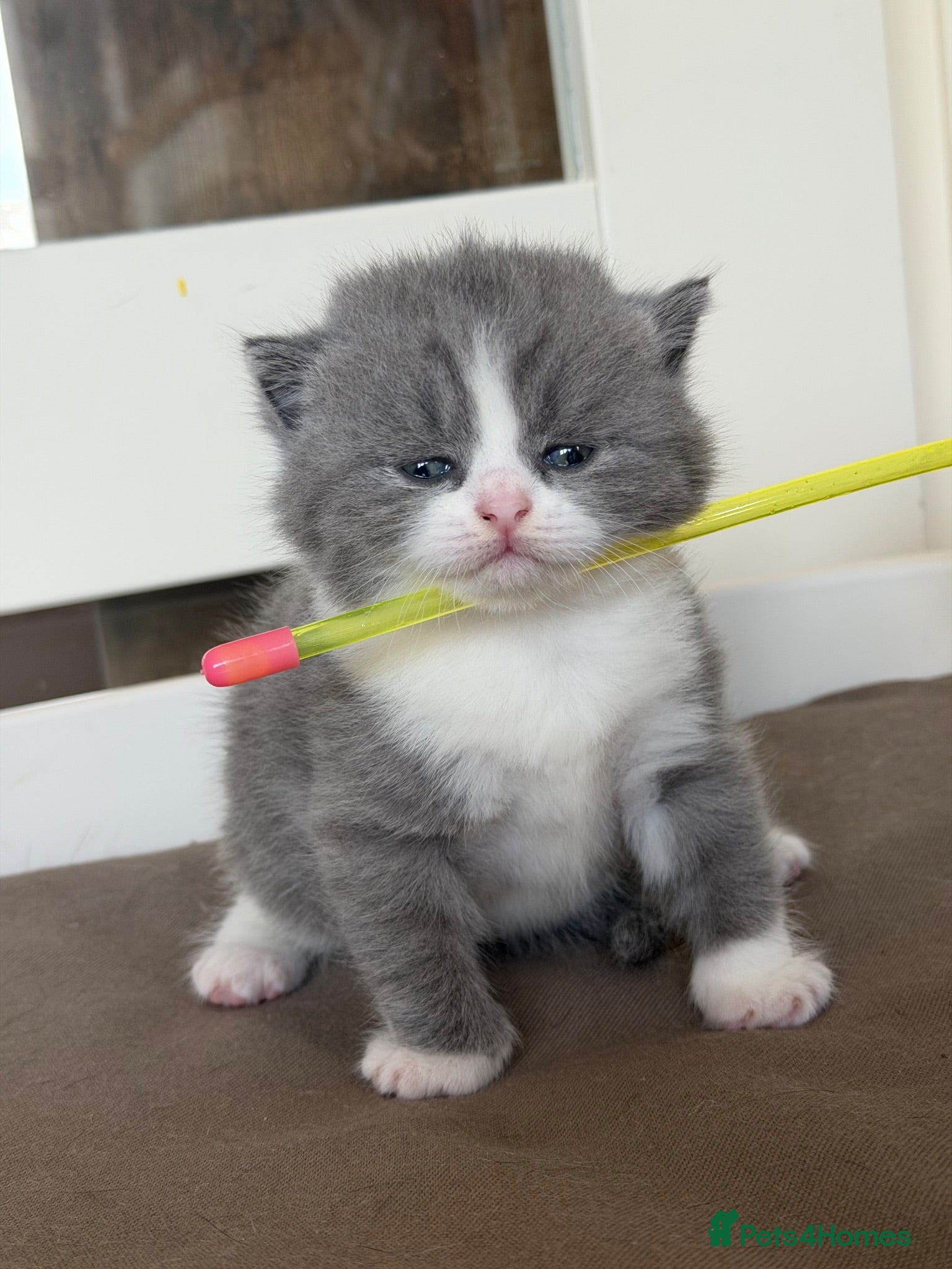British Shorthair cats 🐾 Beautiful Pedigree Blue & White BSH Boys 🐾 - Advert 2
