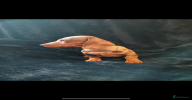 Dachshund dogs - Advert 7