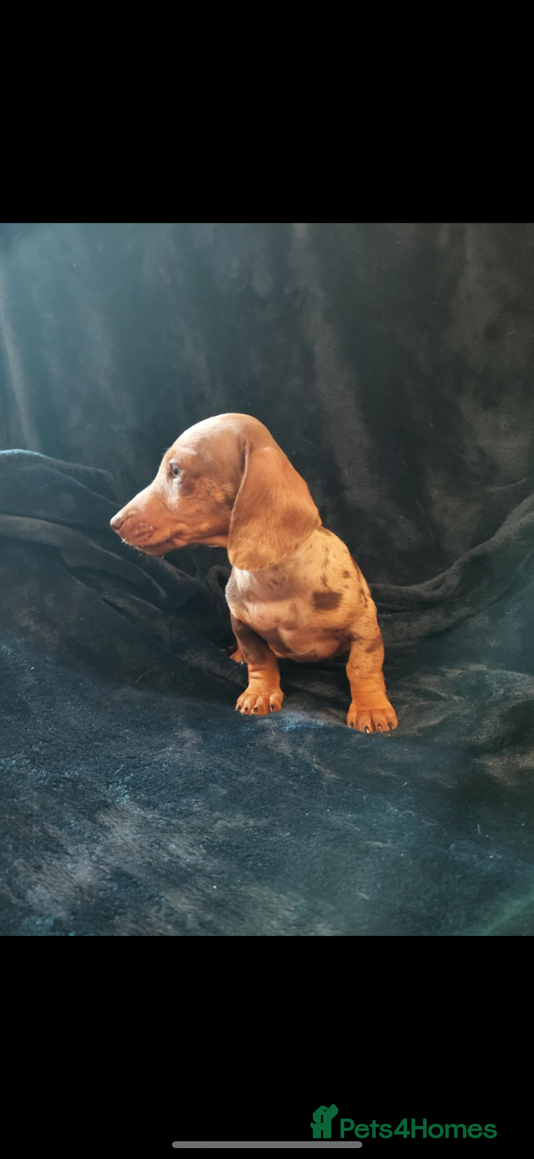 Dachshund dogs for sale: 3 Beautiful Dachshund Puppy’s - Image 3