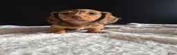 Miniature Dachshund dogs for sale: KC Reg Miniature Long-Haired Dachshund Ready Now!  - Advert 11