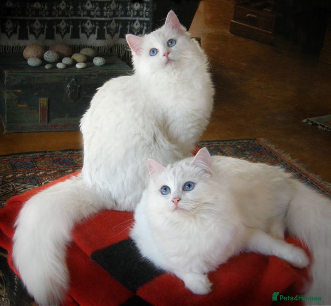 Ragdoll cats for sale: Gorgeous Rare White boy and blue mitted boy  - Image 21