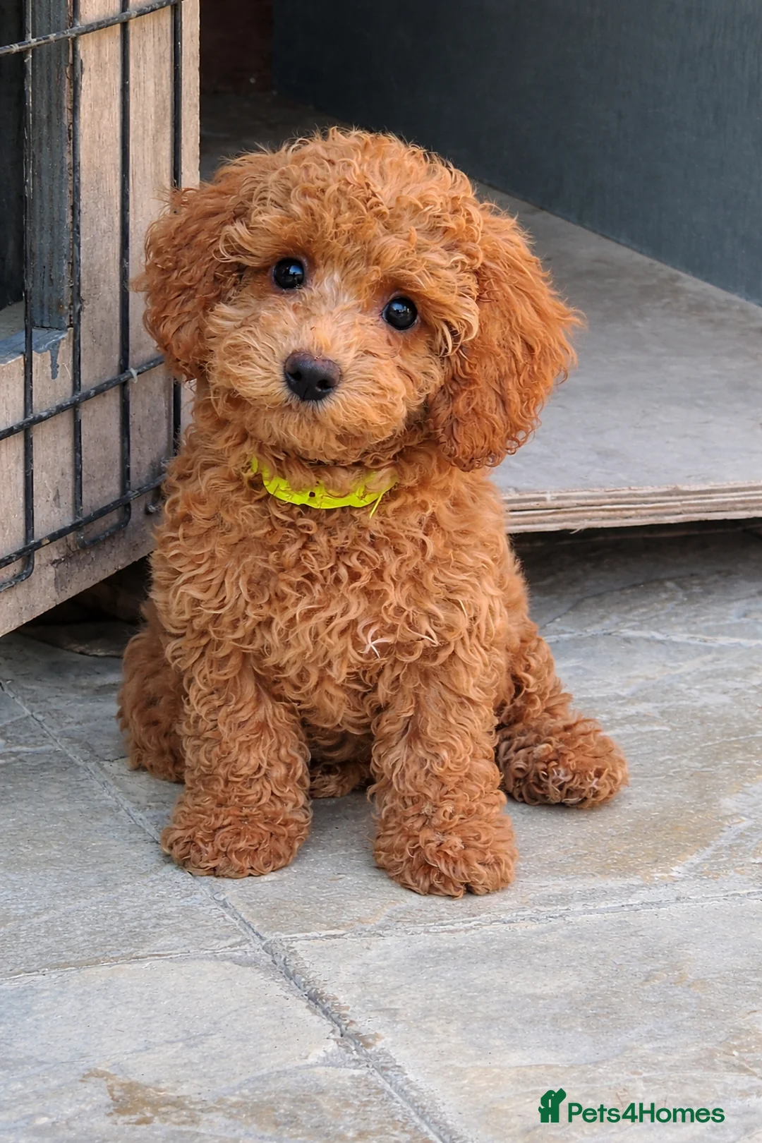 Doxiepoo dogs for sale: Two baby’s left🥹❤️Stunning F1b toy poodles!! - Advert 2