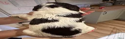 English Springer Spaniel dogs for sale: KC Registered English Springer Spaniel Puppies  - Advert 18