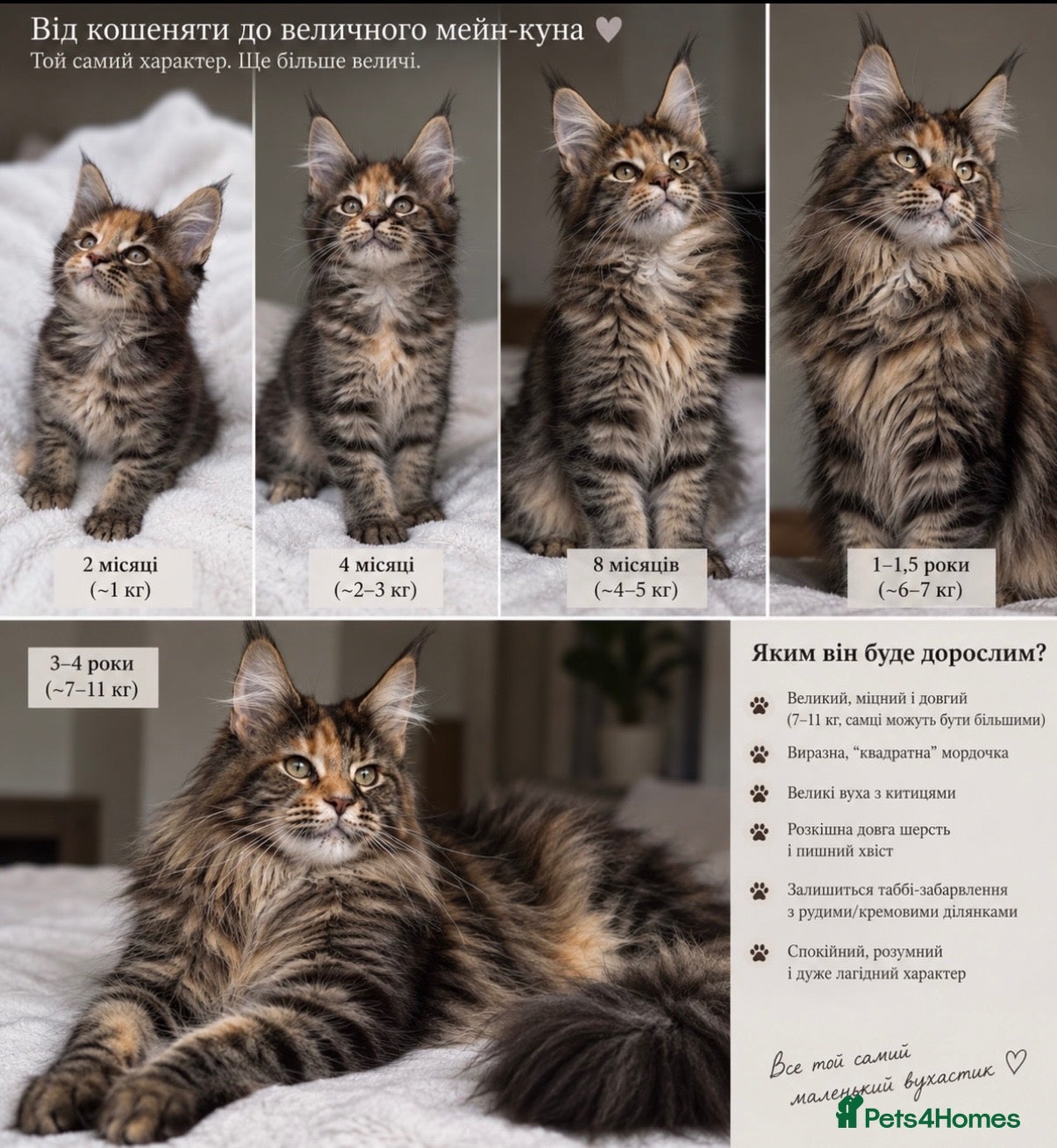 Maine Coon cats Pure breed beautiful main coon kitten  - Advert 1