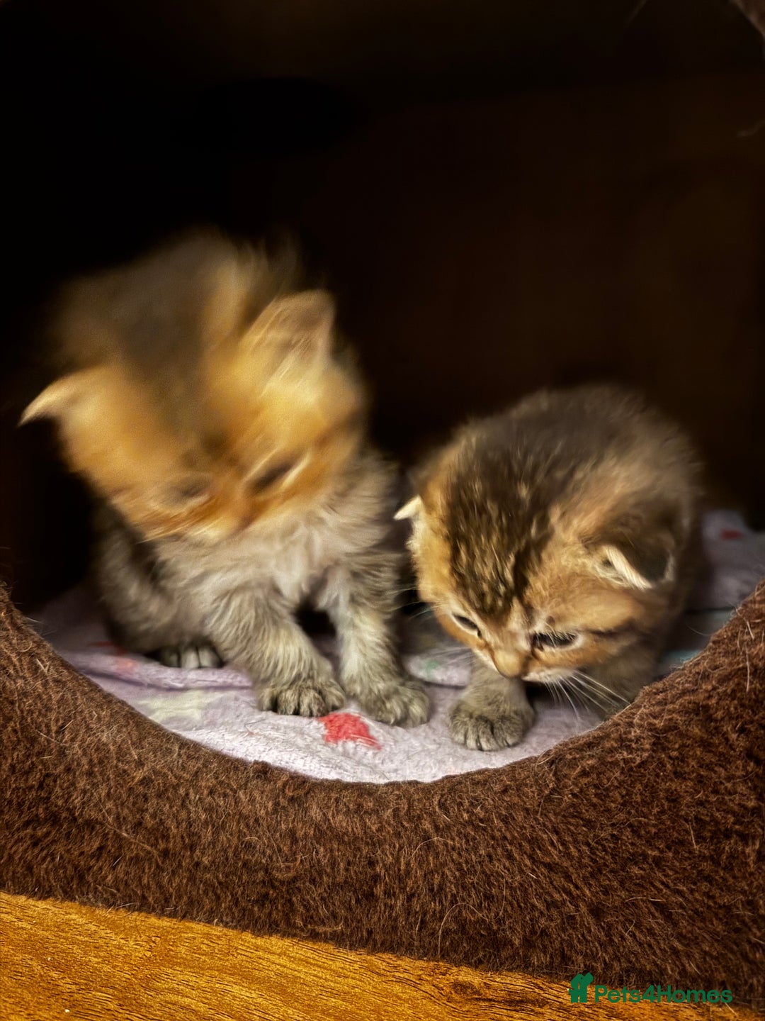Scottish Fold cats for sale: Purebred Chinchilla Scottish Fold Kittens  🐾 - Advert 15