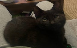 Mixed Breed cats for sale: FREE kitten  - Image 1