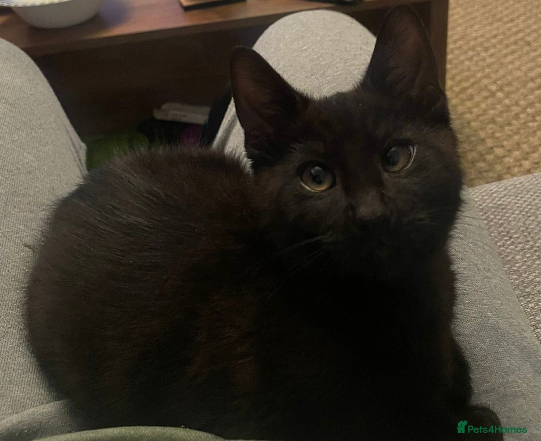 Mixed Breed cats for sale: FREE kitten  - Image 1