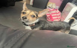 Mixed Breed dogs for sale: 23 month old chihuahua x border terrier female  - Image 3