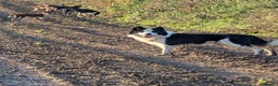 Border Collie dogs for sale: Murphy working collie - Advert 1
