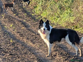 Border Collie dogs Murphy working collie - Advert 5