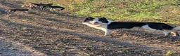 Border Collie dogs for sale: Murphy working collie - Advert 1