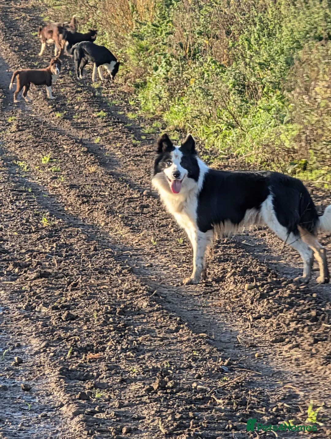 Border Collie dogs for sale: Murphy working collie - Advert 1
