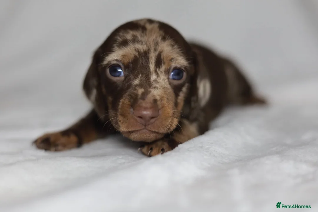 Dachshund dogs for sale: KC miniature Dachshund puppies  - Advert 9