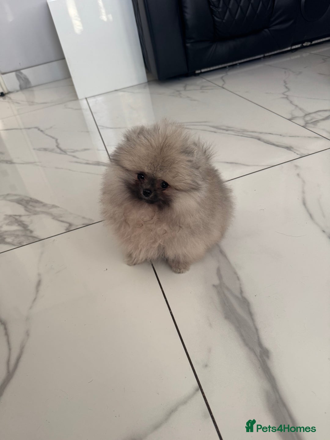 Pomeranian dogs for sale: Fabulous boys available to discerning pet homes - Advert 15