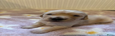 Golden Retriever Puppy 2