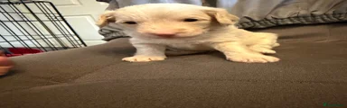 Jackapoo Puppy 1