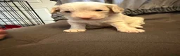 Jackapoo dogs for sale: ❌ 3 LEFT ❌ FB1 jackapoo puppies  - Advert 21