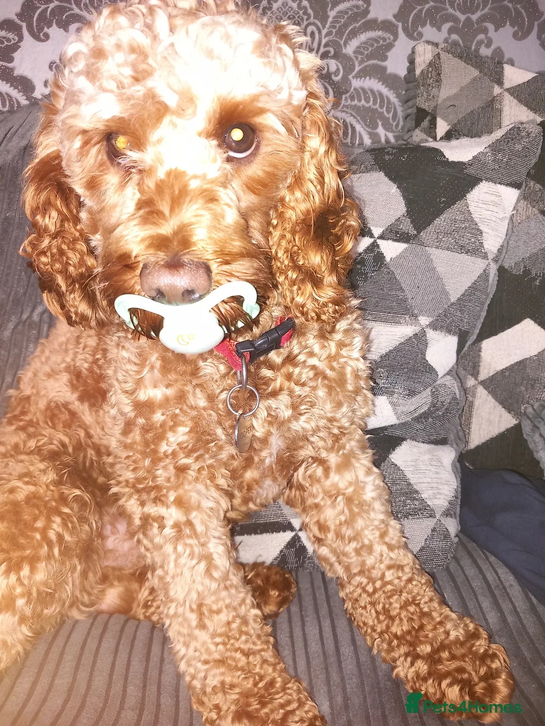 Cockapoo dogs for stud: STUD. Proven Cockapoo - Advert 2