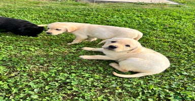 Labrador Retriever dogs - Advert 8