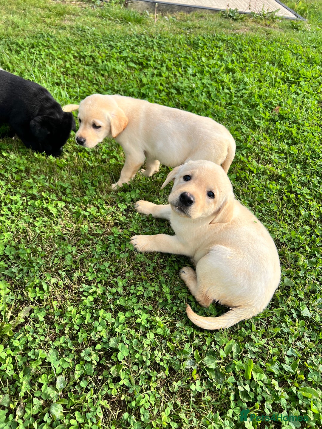 Labrador Retriever dogs for sale: Labrador Retriever Puppies  - Image 3