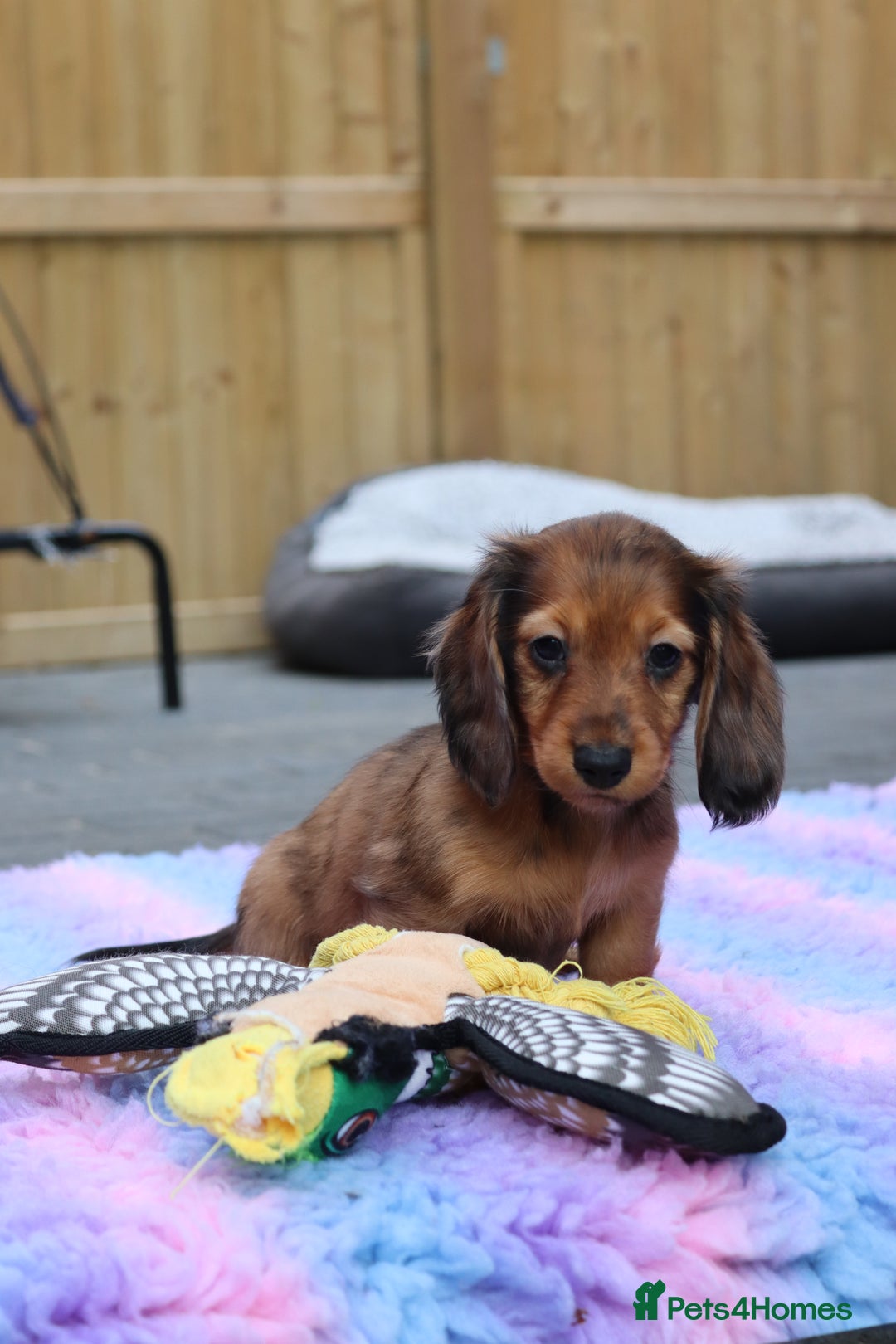 Miniature Dachshund dogs for sale: Russian Miniature longhaired dachshund males - Image 10