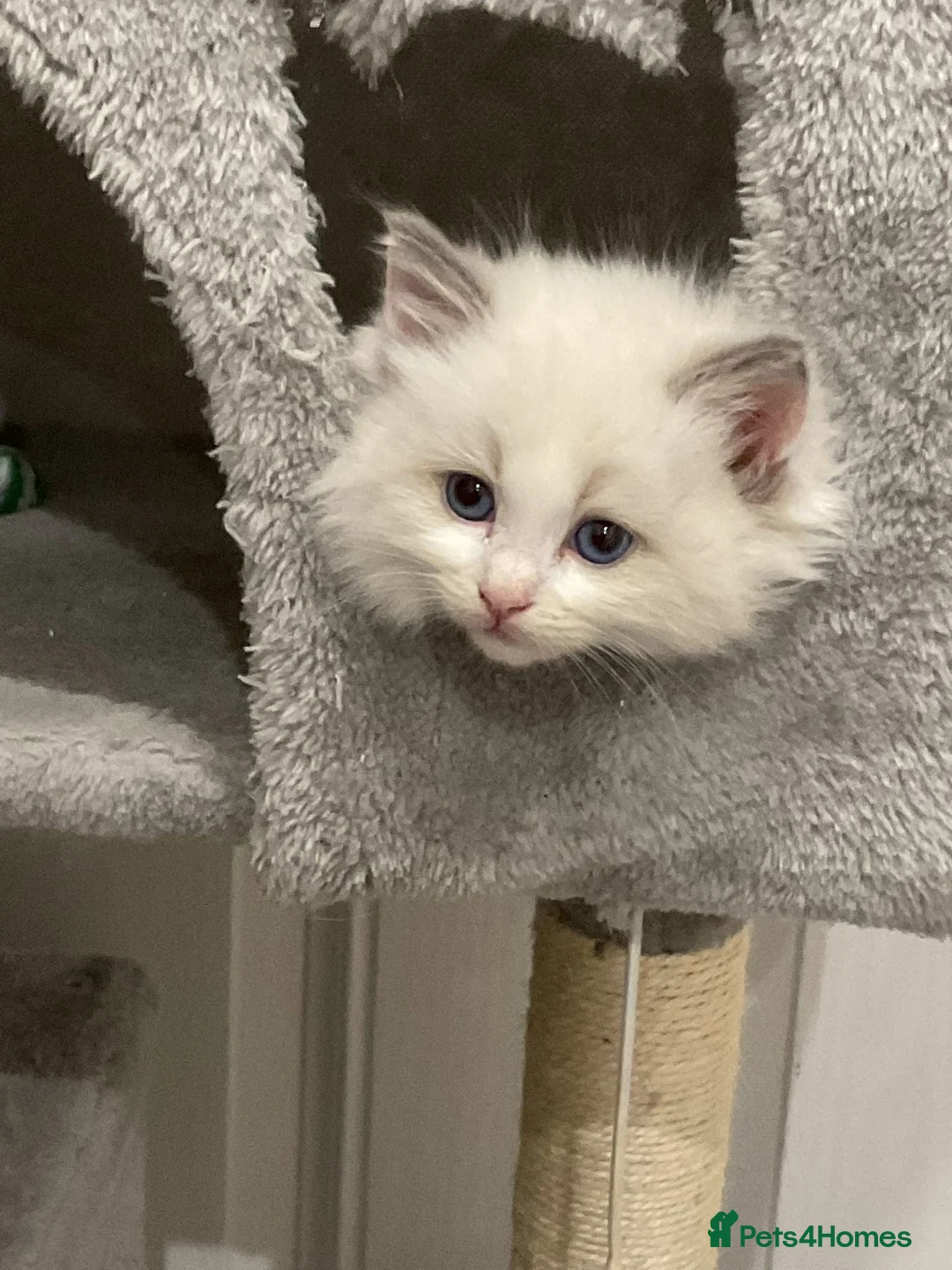 Ragdoll cats for sale: Purebred Ragdoll Kittens Ready To Leave Now - Advert 4