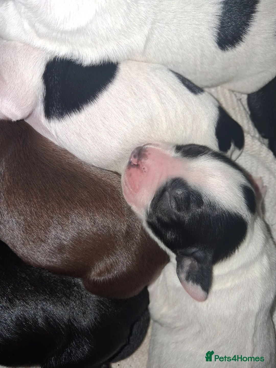 Mixed Breed dogs for sale: ☆six beautiful male puppys seeking forever homes☆ - Advert 7