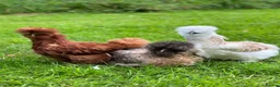 Chickens poultry for sale: Bantam hens at point of lay  - Advert 6