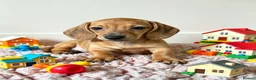 Miniature Dachshund dogs for sale: Adorable Miniature Dachshund Puppies - Advert 5