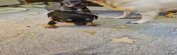 Chiweenie dogs for sale: Chihuaha X Dachshund - Advert 5