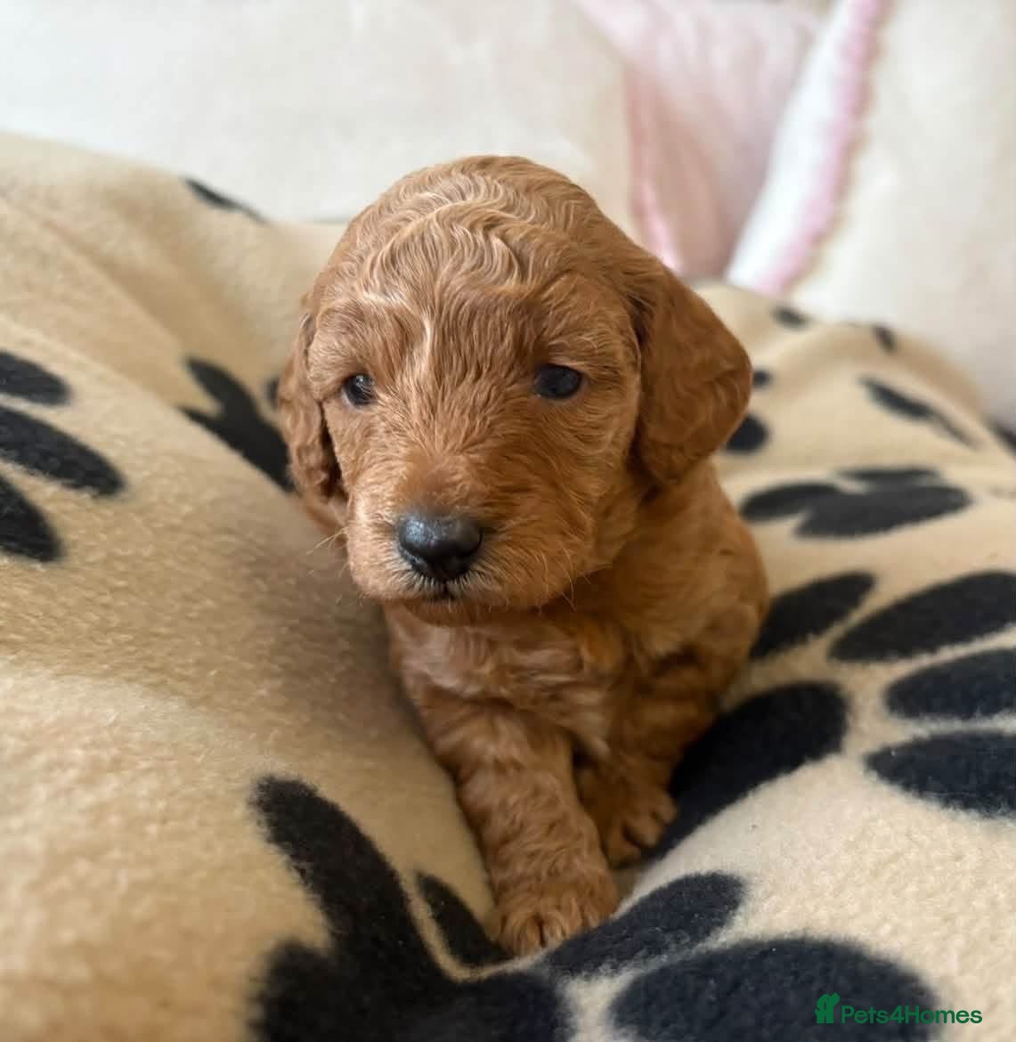 Toy Poodle dogs 🐾✨Exceptional Toy Poodle Puppies ✨🐾 - Advert 3