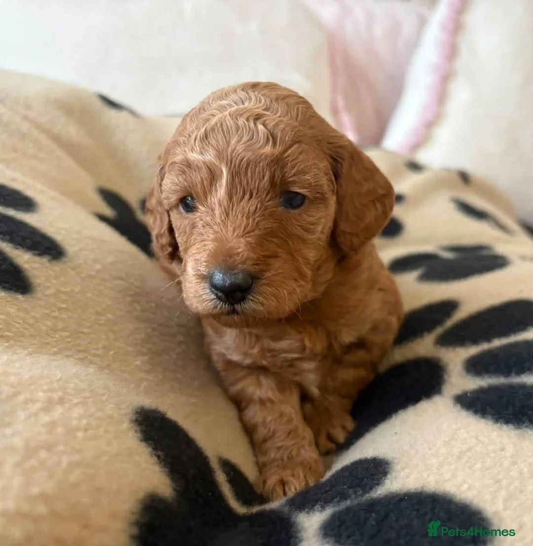 Toy Poodle dogs for sale: 🐾✨Exceptional Toy Poodle Puppies ✨🐾 - Advert 1