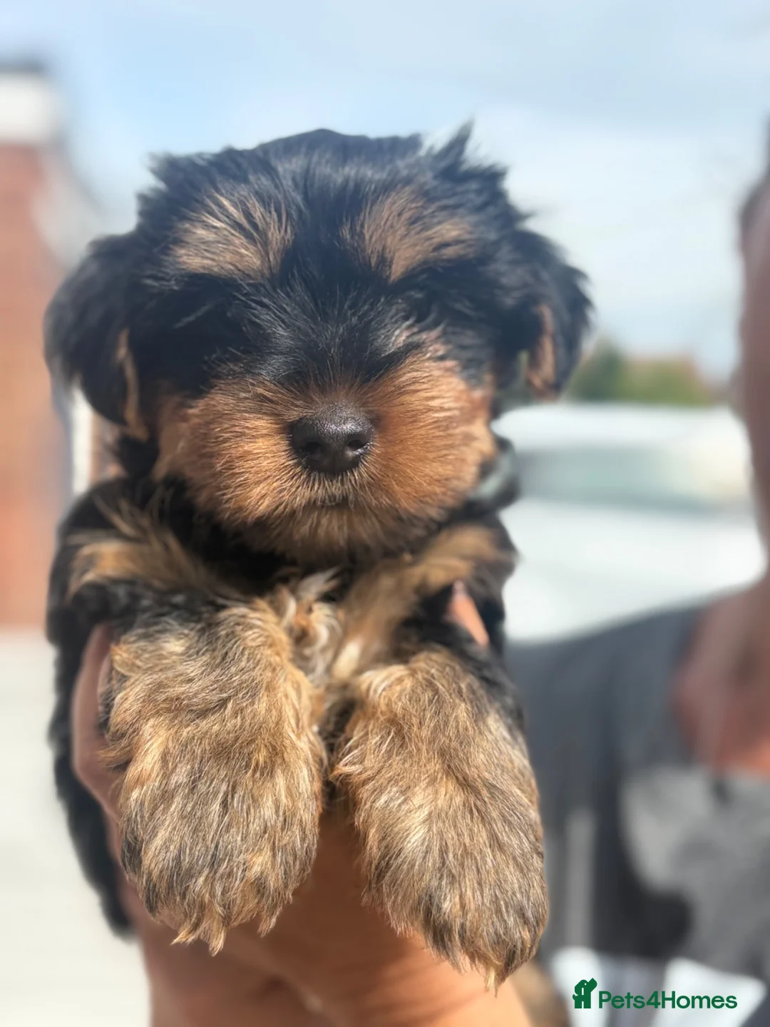 Yorkshire Terrier dogs for sale: 3 beautiful Yorkie boys for sale - Advert 1