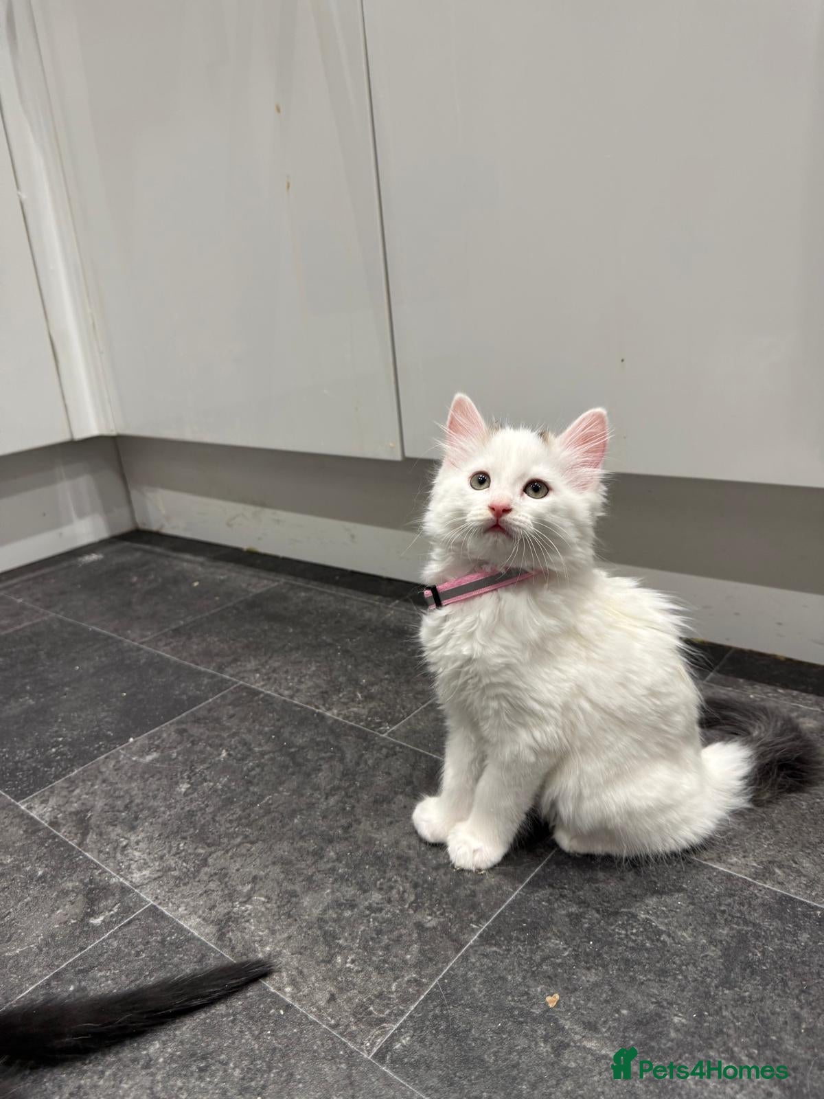 Mixed Breed cats Norwegian Forest X Ragdoll  - Advert 2