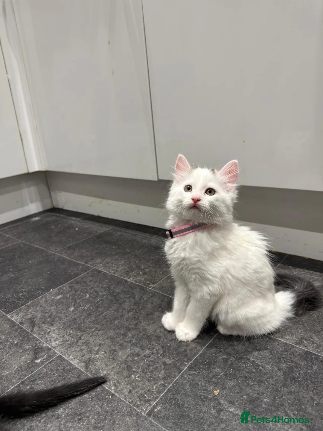 Mixed Breed cats for sale: Norwegian Forest X Ragdoll  - Advert 2